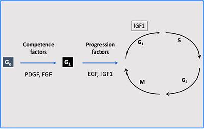 Hallmarks of cancer: The insulin-like growth factors perspective